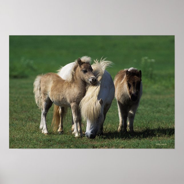 Miniature Mare & Foals 1 Poster (Front)