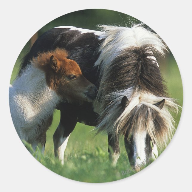 Miniature Mare & Foals 2 Classic Round Sticker (Front)