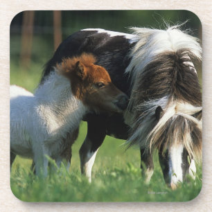 Miniature Mare & Foals 2 Coaster