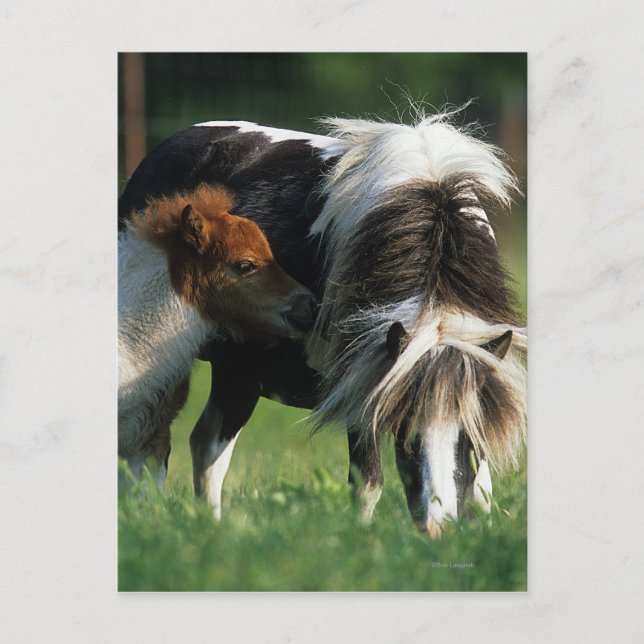 Miniature Mare & Foals 2 Postcard (Front)