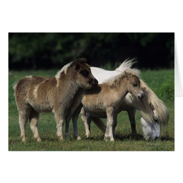 Miniature Mare & Foals 3 (Front Horizontal)