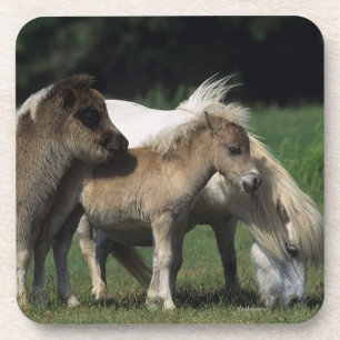 Miniature Mare & Foals 3 Coaster