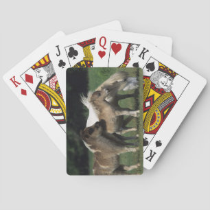 Miniature Mare & Foals 3 Playing Cards