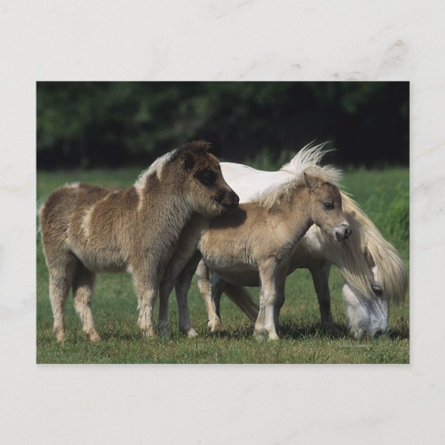 Miniature Mare & Foals 3 Postcard (Front)