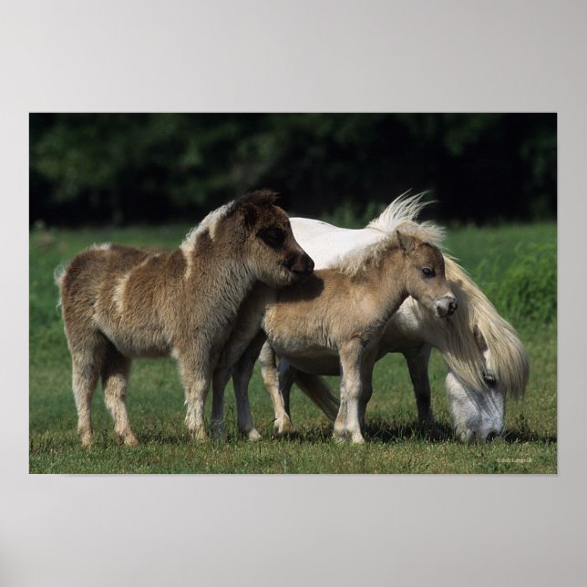 Miniature Mare & Foals 3 Poster (Front)