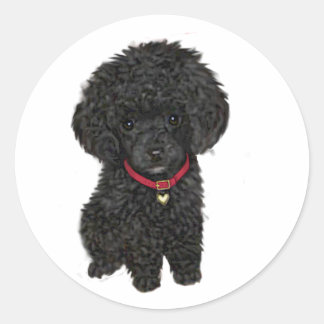 Miniature or Toy Poodle - Black 1 Classic Round Sticker