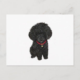 Miniature or Toy Poodle - Black 1 Postcard