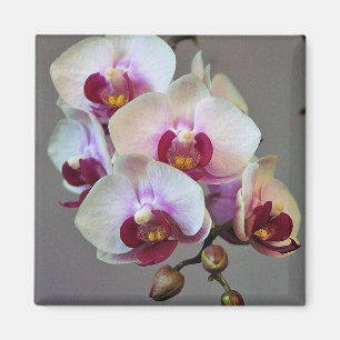 Miniature Orchid Magnet