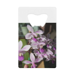 miniature orchids