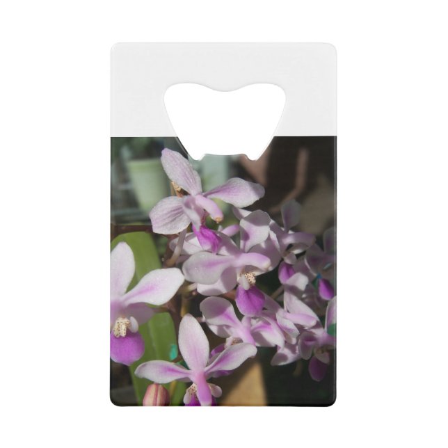 miniature orchids (Front)