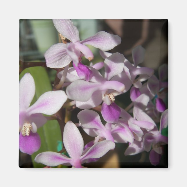 miniature orchids magnet (Front)