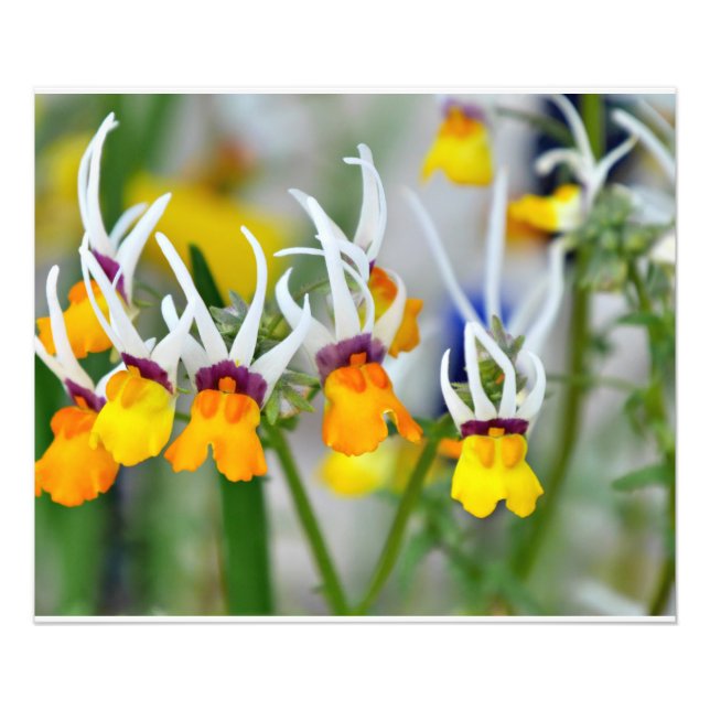 Miniature Orchids Photo Print (Front)