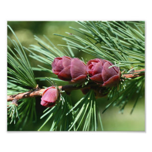 Miniature Pine Cones Close Up 8x10 Photo Print