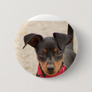 miniature-pinscher-black and rust 6 cm round badge