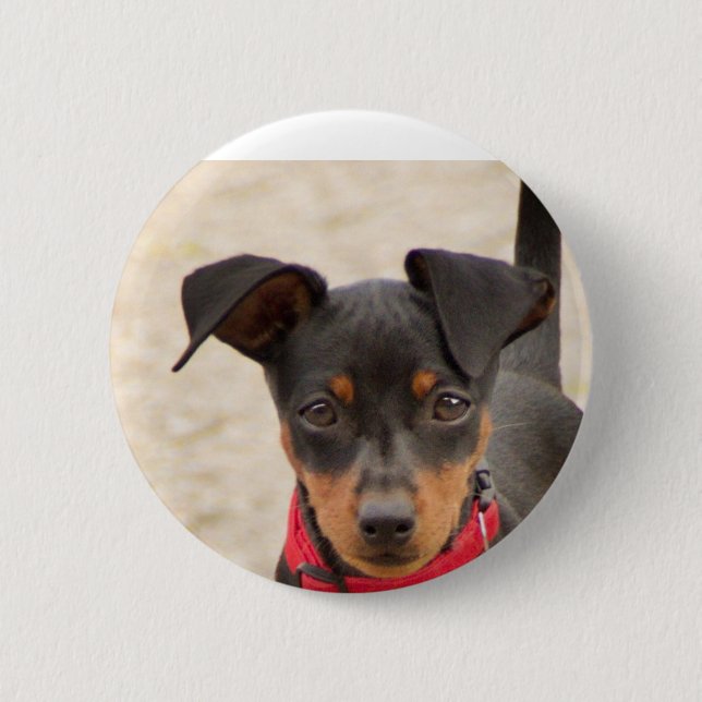 miniature-pinscher-black and rust 6 cm round badge (Front)