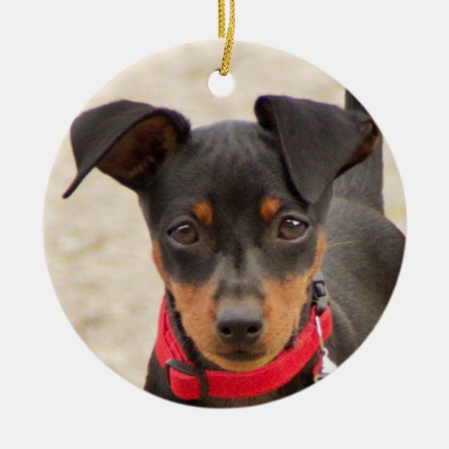 miniature-pinscher-black and rust ceramic tree decoration (Front)