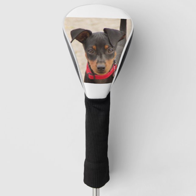 miniature-pinscher-black and rust golf head cover (Front)