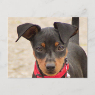 miniature-pinscher-black and rust postcard