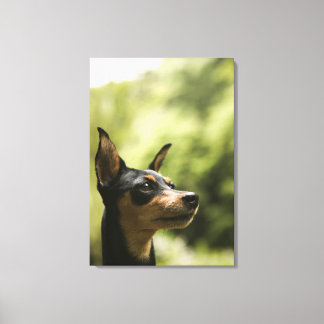 Miniature Pinscher (Min-Pin) Canvas Print