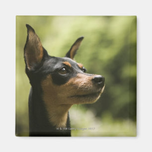 Miniature Pinscher (Min-Pin) Magnet