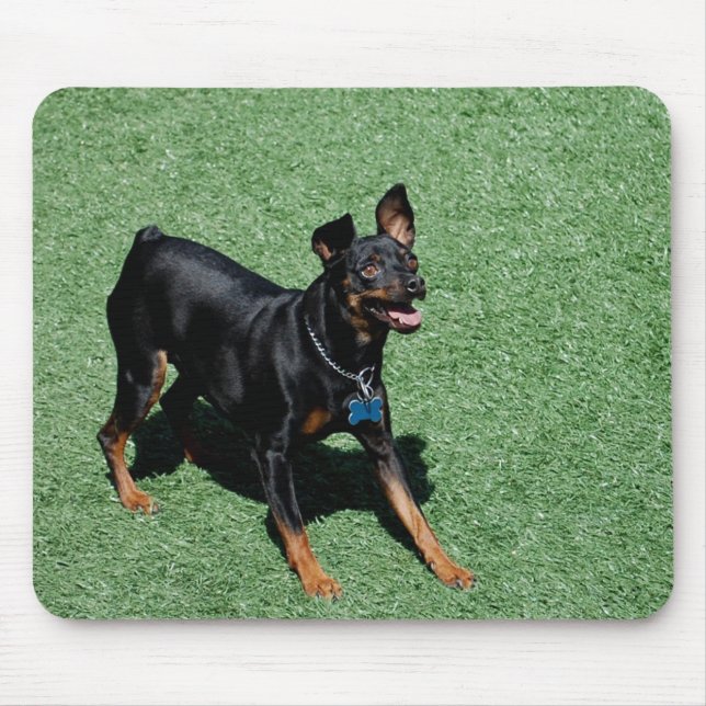 Miniature Pinscher mouse pad (Front)