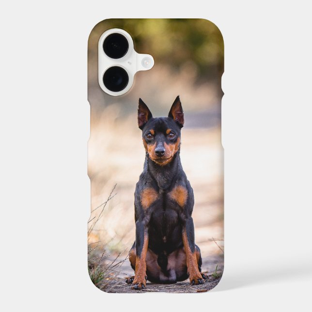 Miniature Pinscher Sitting (Back)