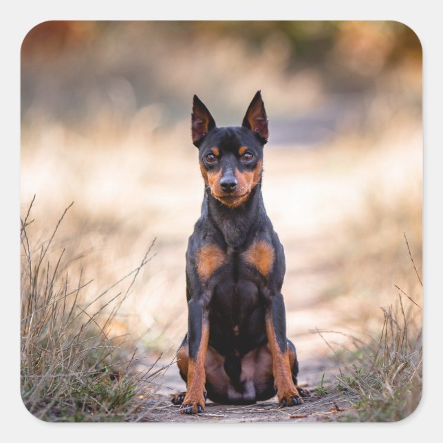 Miniature Pinscher Sitting Square Sticker (Front)