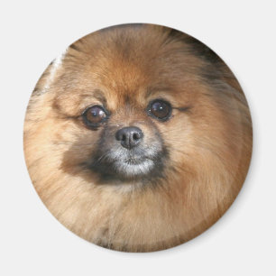 Miniature Pomeranian Round Magnet