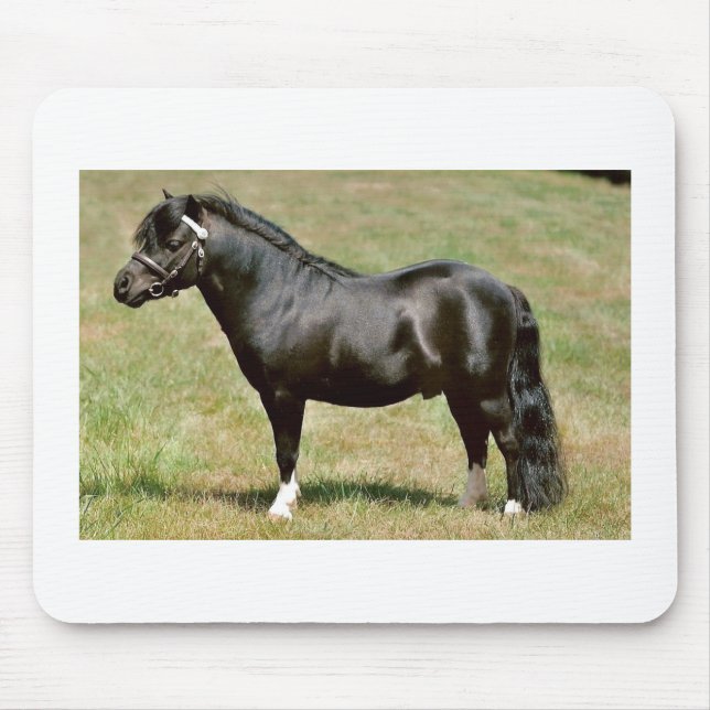 miniature pony stallion mouse pad (Front)