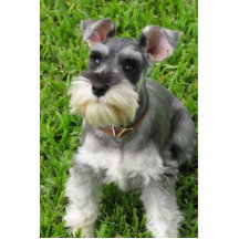 Miniature Schnauzer 3-D figurine