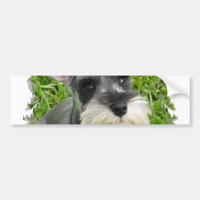 Miniature Schnauzer Bumper Sticker (Front)