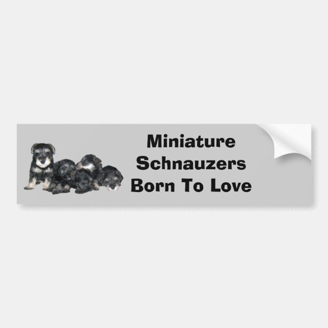 Miniature Schnauzer Bumper Sticker (Front)