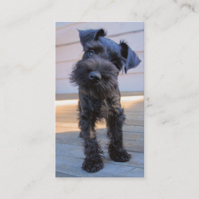 Miniature Schnauzer Business Card - #3 (Front)