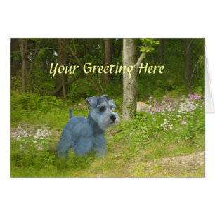 Miniature Schnauzer Card