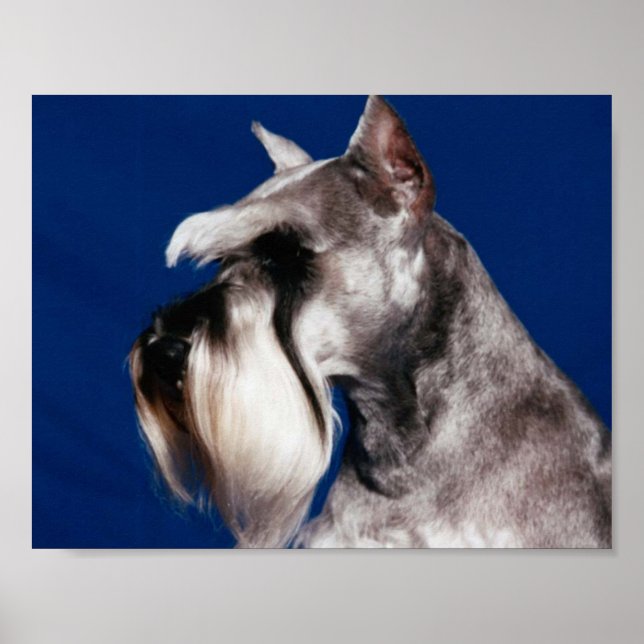 Miniature Schnauzer Head Study Poster (Front)