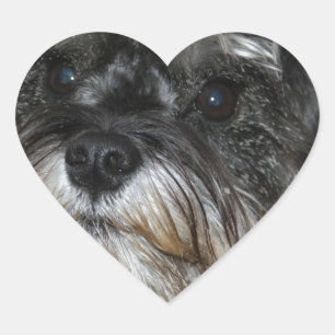 Miniature Schnauzer Heart Sticker