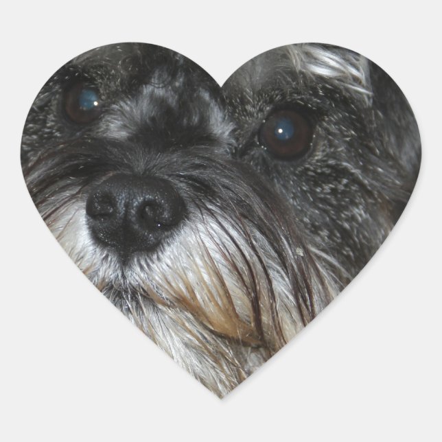 Miniature Schnauzer Heart Sticker (Front)