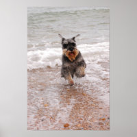 Miniature Schnauzer in the Sea