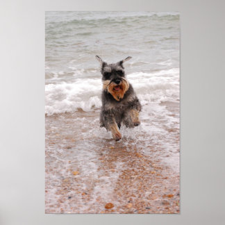 Miniature Schnauzer in the Sea Poster