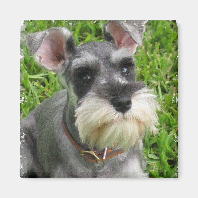 Miniature Schnauzer Magnet (Front)