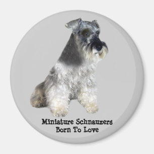 Miniature Schnauzer Magnet