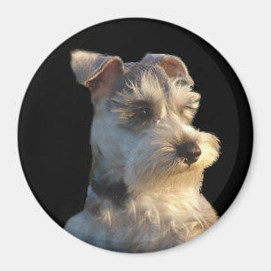 Miniature Schnauzer Magnet