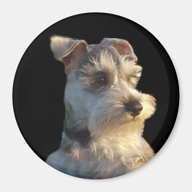 Miniature Schnauzer Magnet (Front)