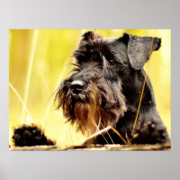 Miniature-schnauzer