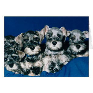 Miniature Schnauzer Puppies