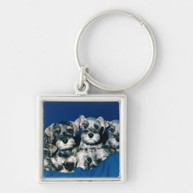 Miniature Schnauzer Puppies Key Ring (Front)