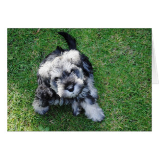 Miniature Schnauzer Puppy