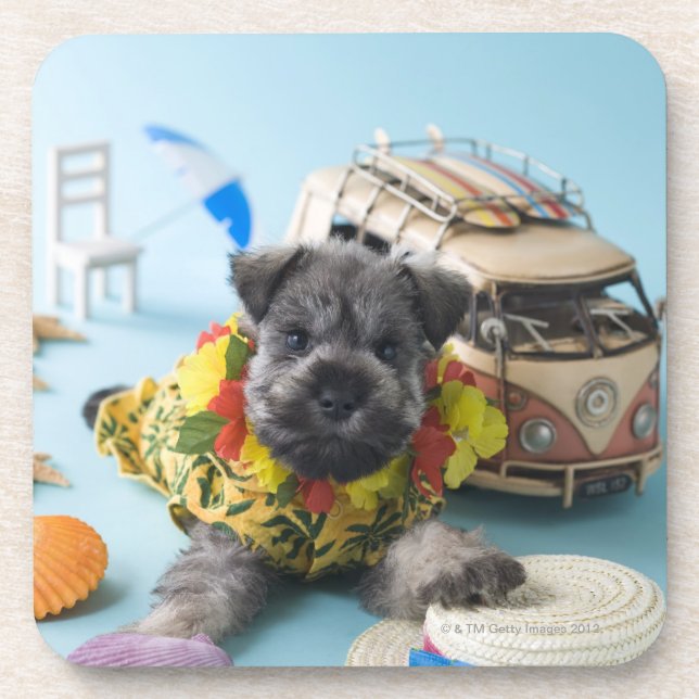 Miniature Schnauzer Puppy and Summer Vacation Coaster (Front)