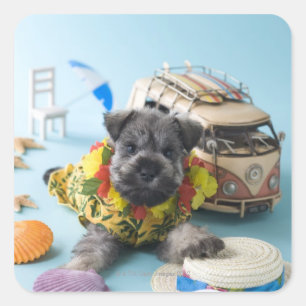 Miniature Schnauzer Puppy and Summer Vacation Square Sticker