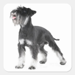 Miniature Schnauzer Puppy Dog Label Sticker